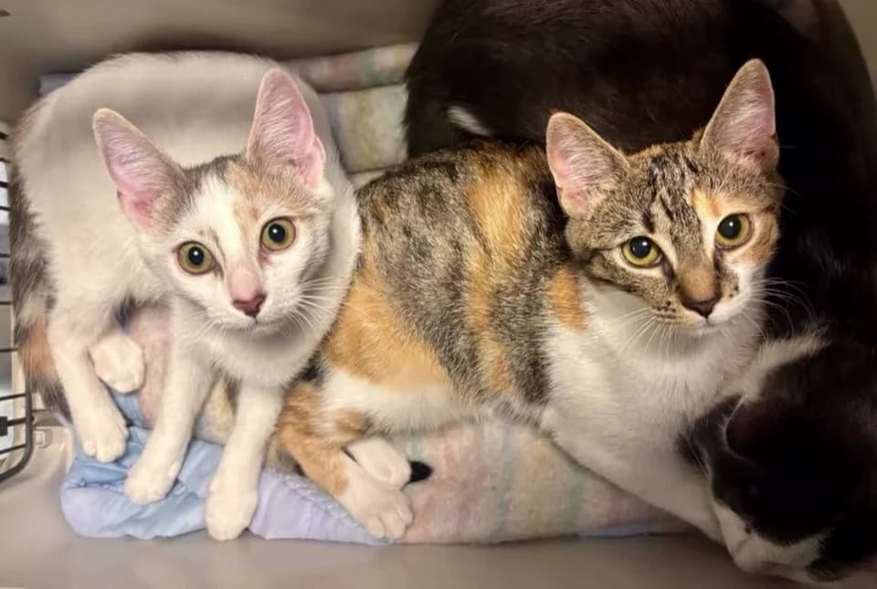 BLANKETTE &, puppy Mixed Breed for adoption at Chats des Rues