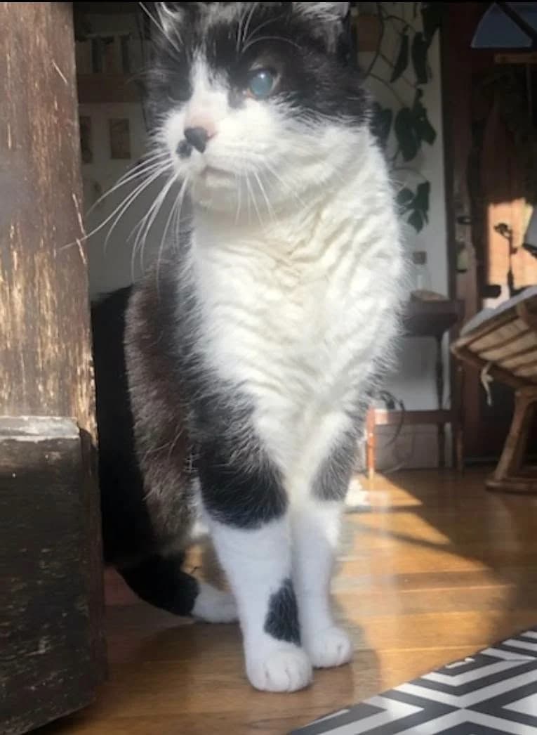 BRASKO, male senior Mixed Breed for adoption at Chats des Rues