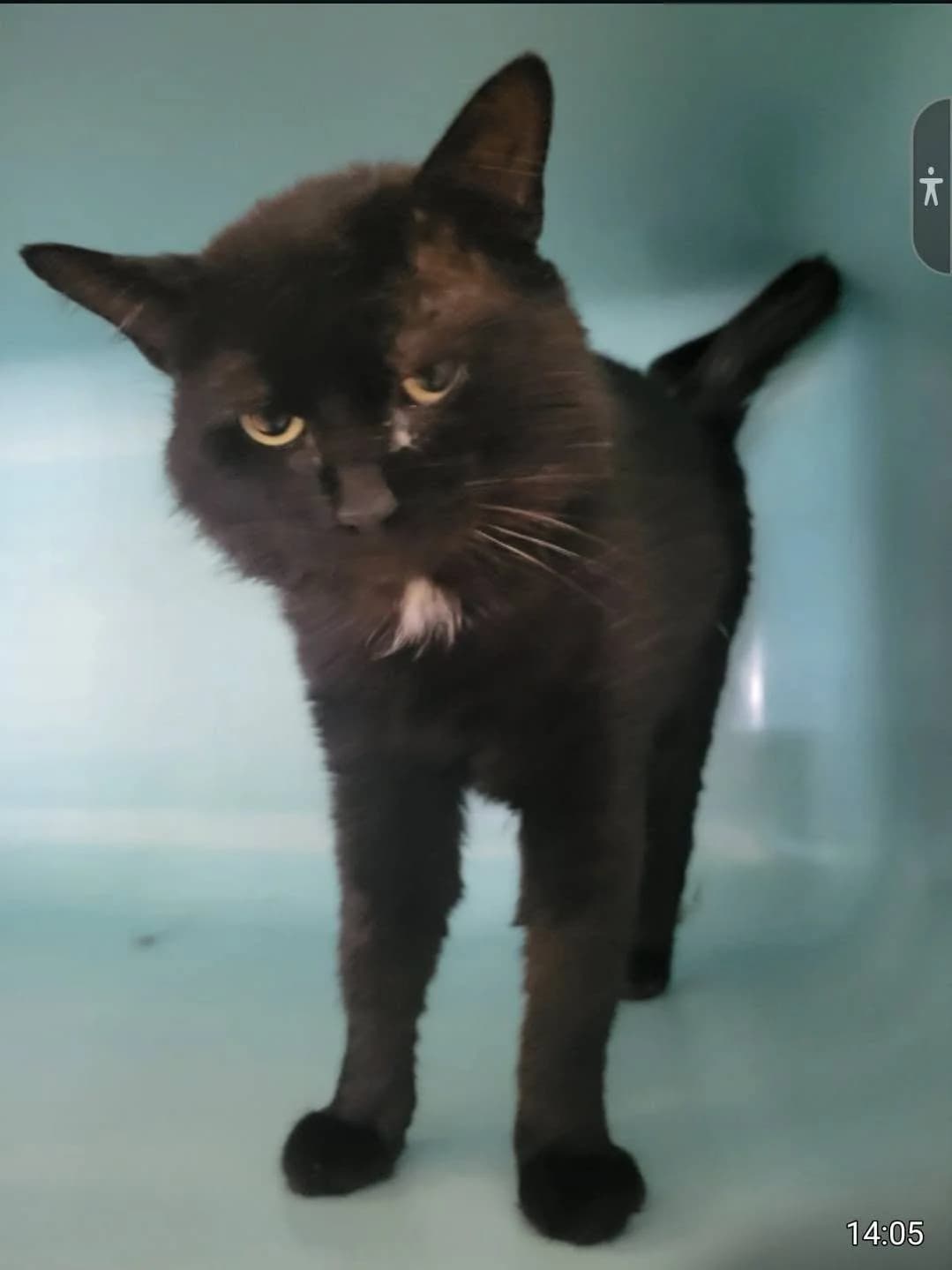 CHARLY, male Mixed Breed for adoption at Chats des Rues