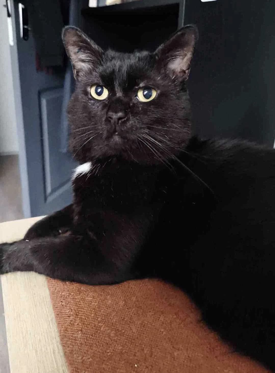CHARLY, male 6yo Mixed Breed for adoption at Chats des Rues