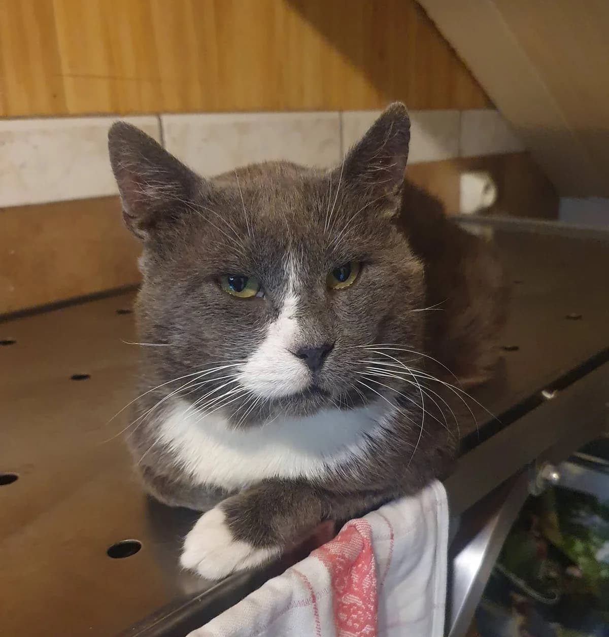 DOMINO, male Mixed Breed for adoption at Chats des Rues