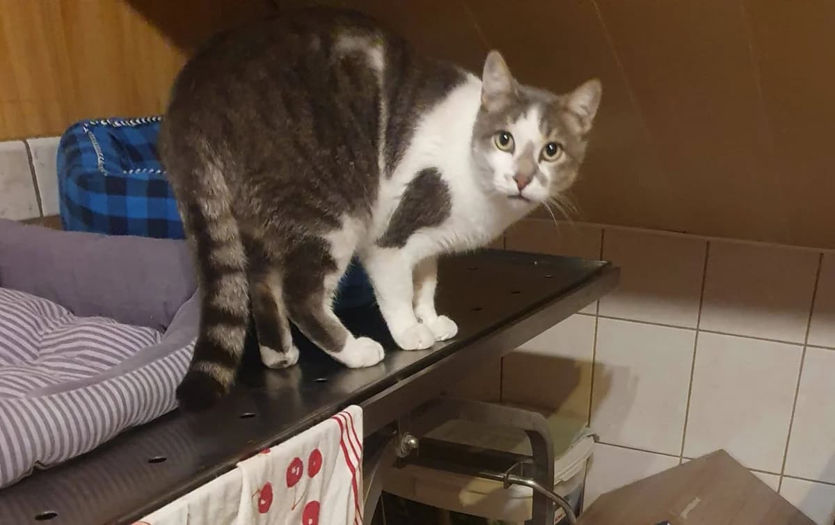 GRYFFOU, male 4yo Mixed Breed for adoption at Chats des Rues