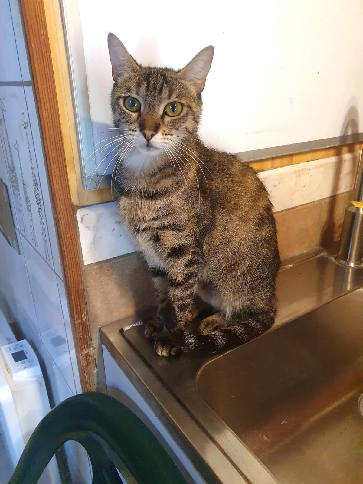 JOY, female young Mixed Breed for adoption at Chats des Rues