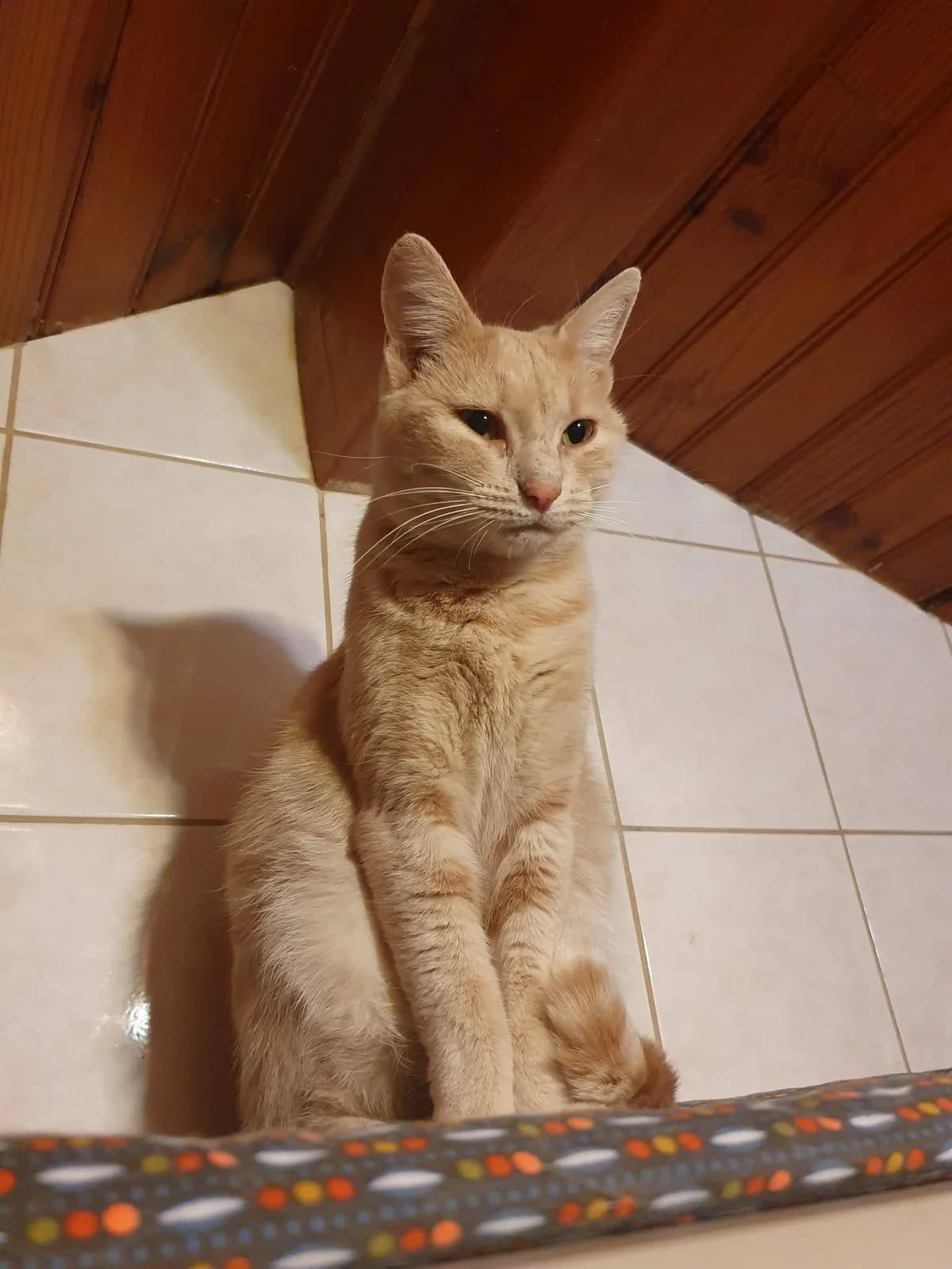 PEPA, female young Mixed Breed for adoption at Chats des Rues