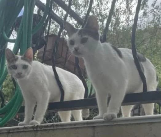 ROSA et LILLI, young Mixed Breed for adoption at Chats des Rues