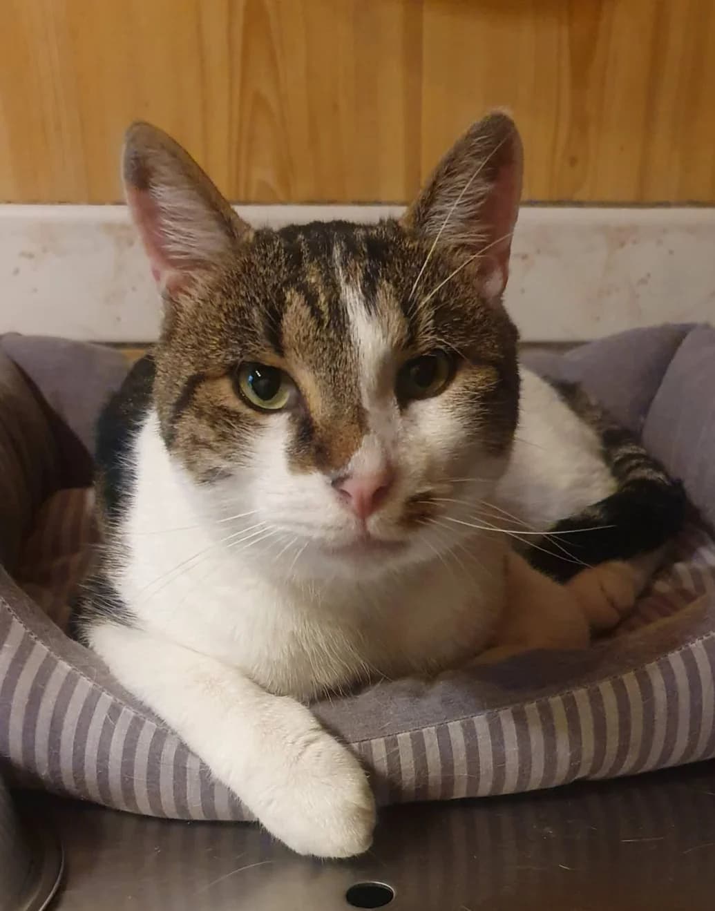 TAPIOCA, male 3yo Mixed Breed for adoption at Chats des Rues