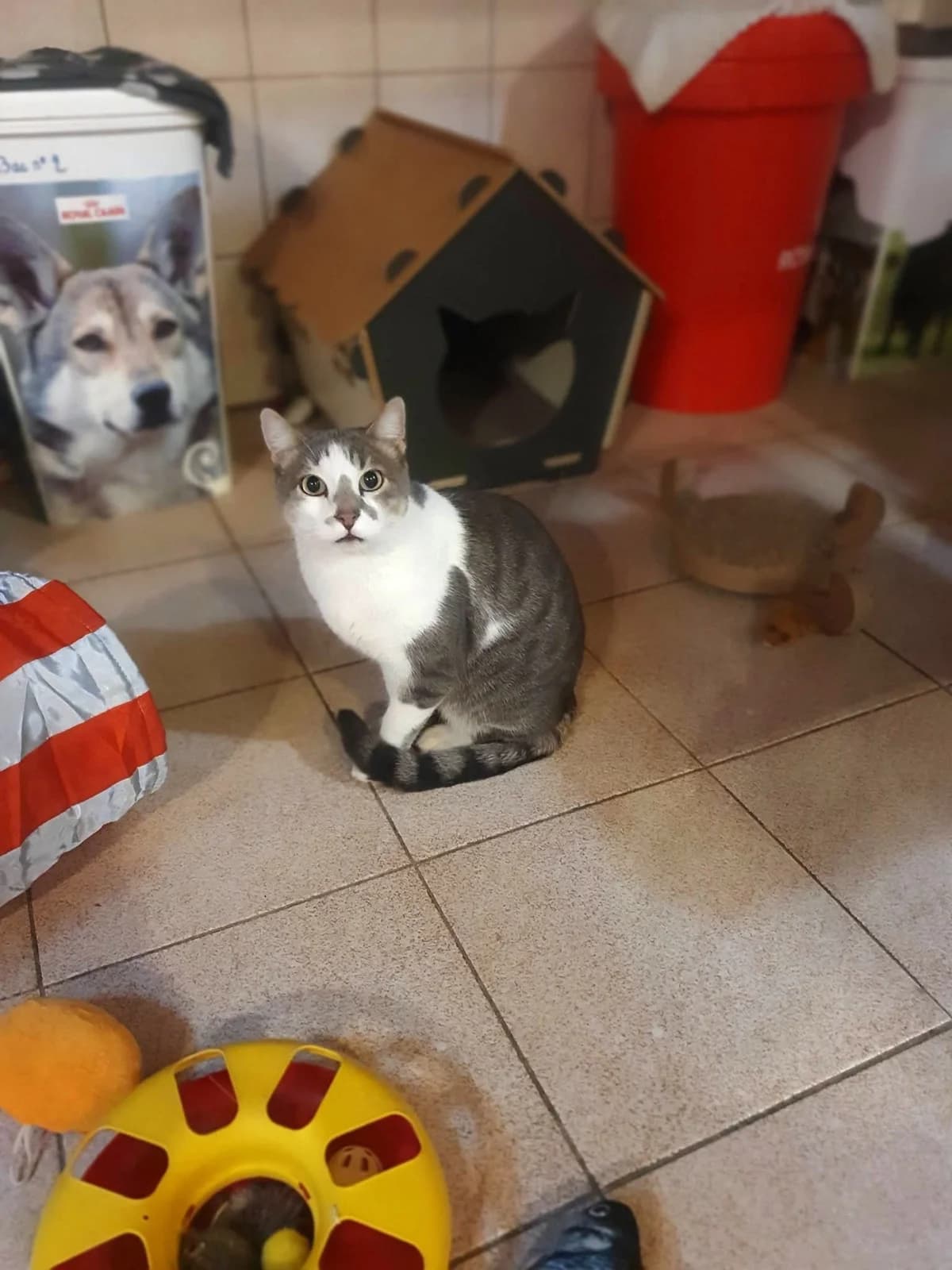 TAPIOCA, male Mixed Breed for adoption at Chats des Rues