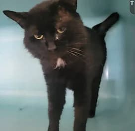 Charly, Mixed Breed for adoption at Chats des Rues