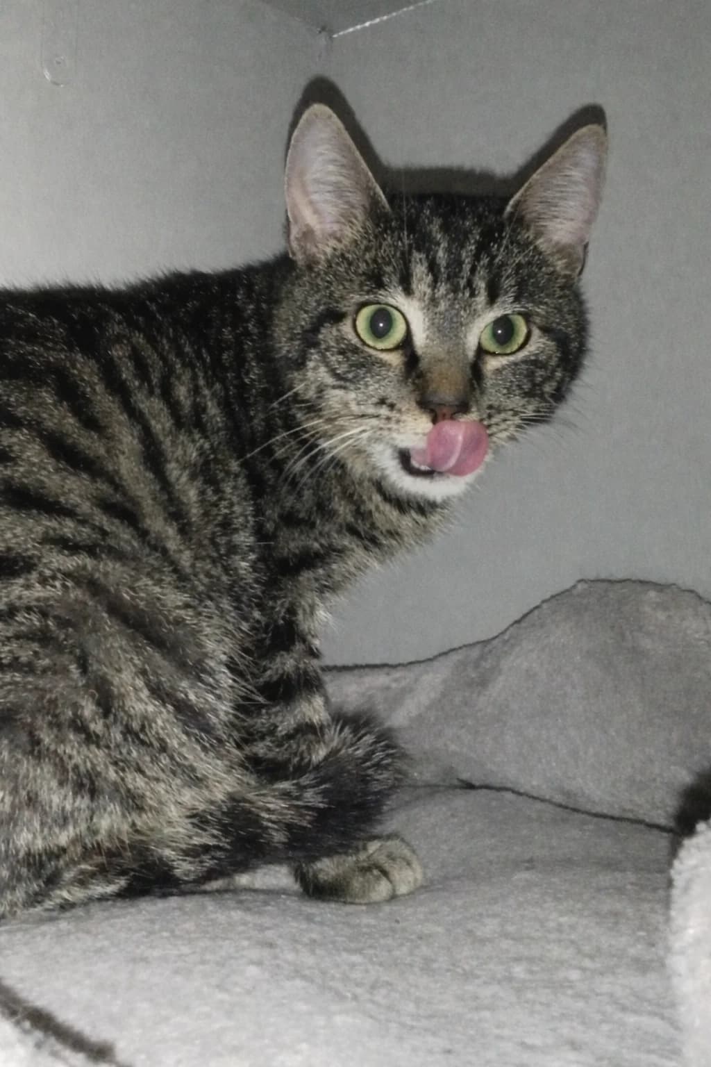 Scooby, male young European Shorthair for adoption at Les Chats d