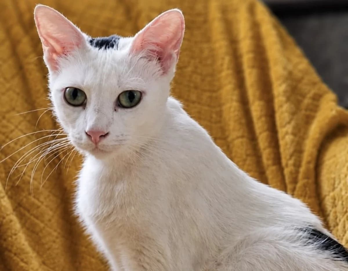 Aimi, female young European Shorthair for adoption at Les Chats d