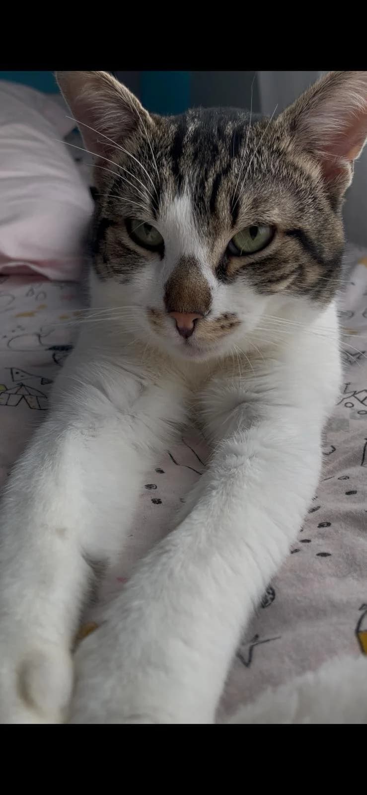 Choupi, male young European Shorthair for adoption at Les Chats d