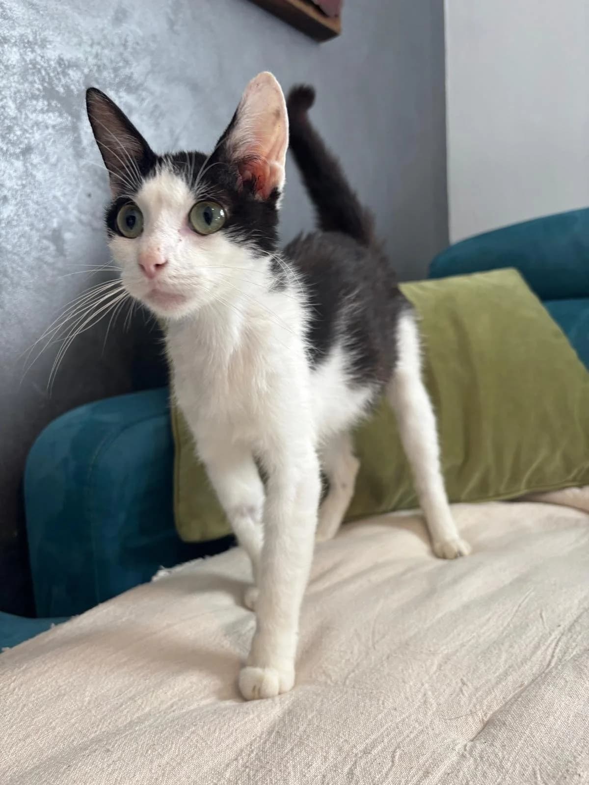 Florida, female young European Shorthair for adoption at Les Chats d