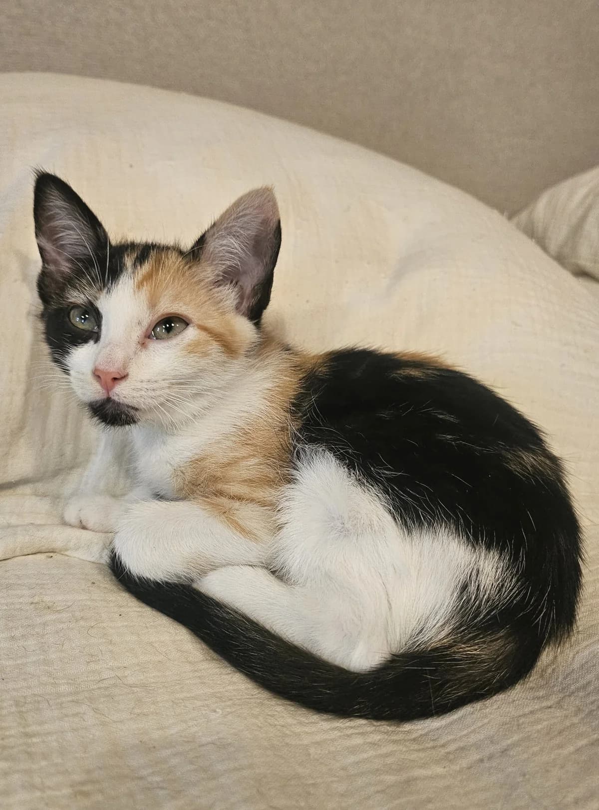 Palma, female puppy European Shorthair for adoption at Les Chats d