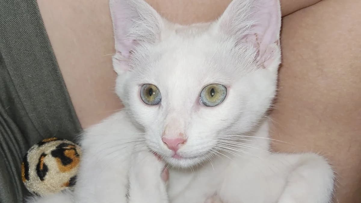 Mr Geal, male puppy mixed breed for adoption at Les Chats d