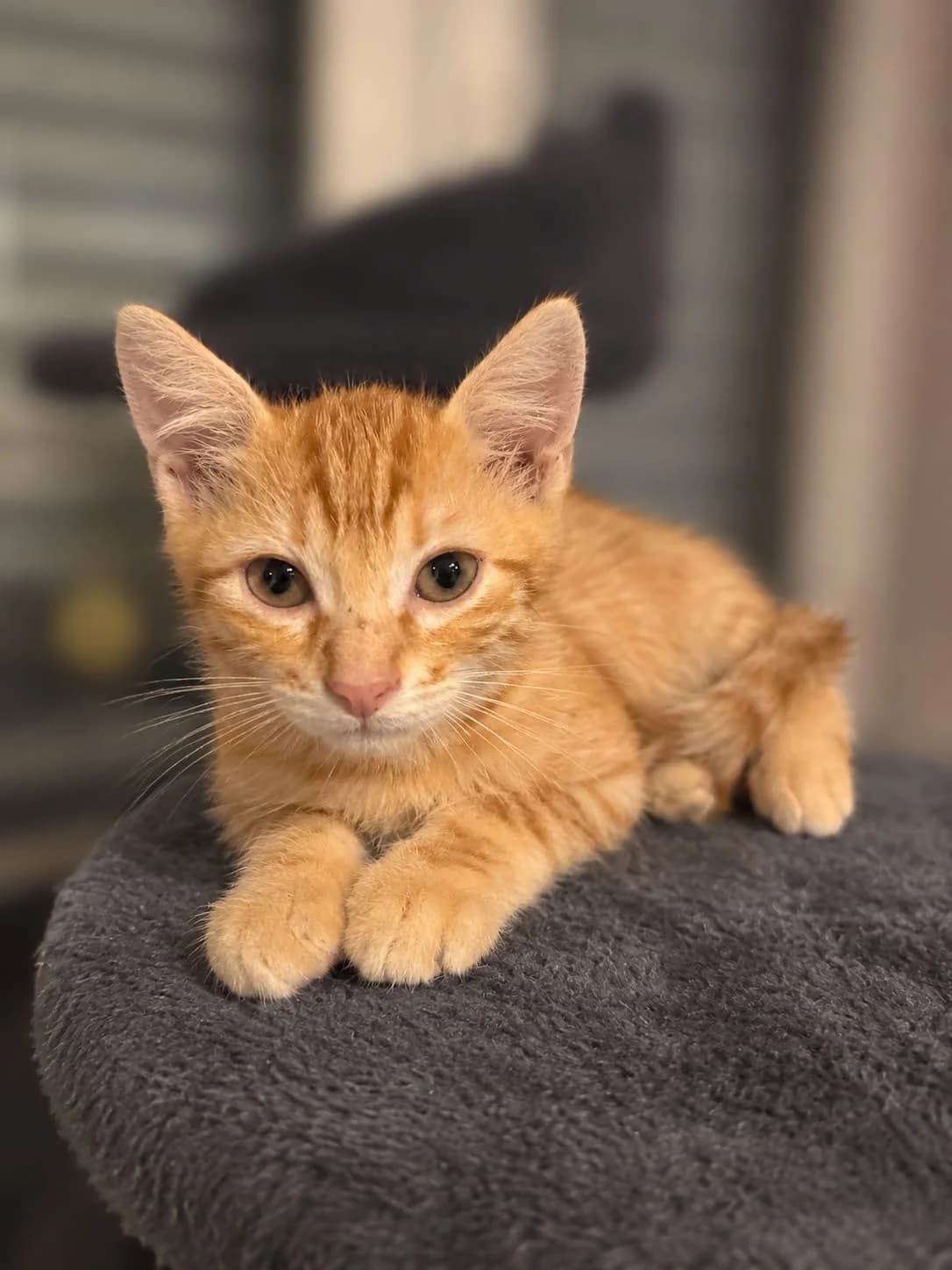 Livio, male puppy mixed breed for adoption at Les Chats d