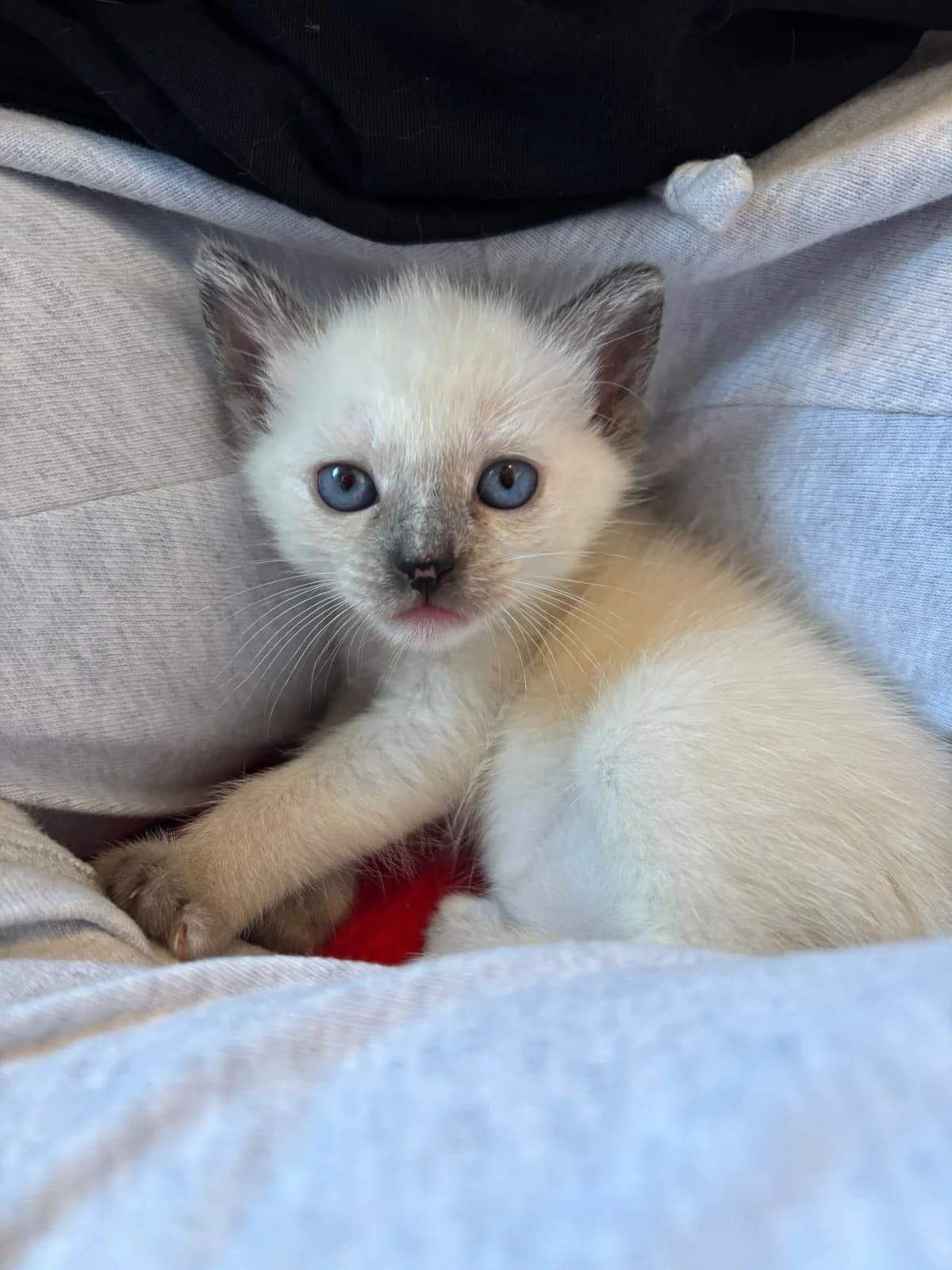 Chou, female puppy mixed breed for adoption at Les Chats d