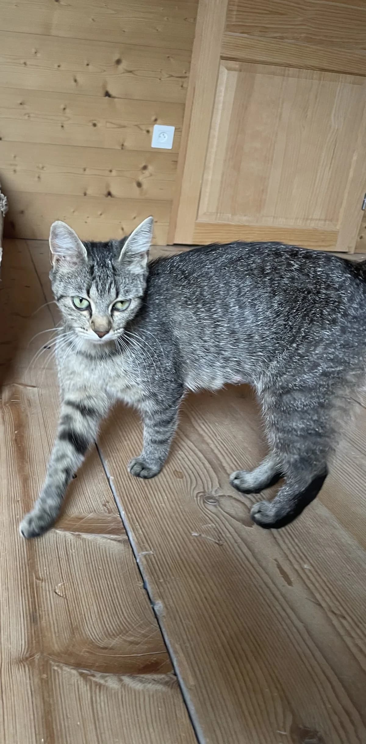 Janis, female young European Shorthair for adoption at Les Chats d