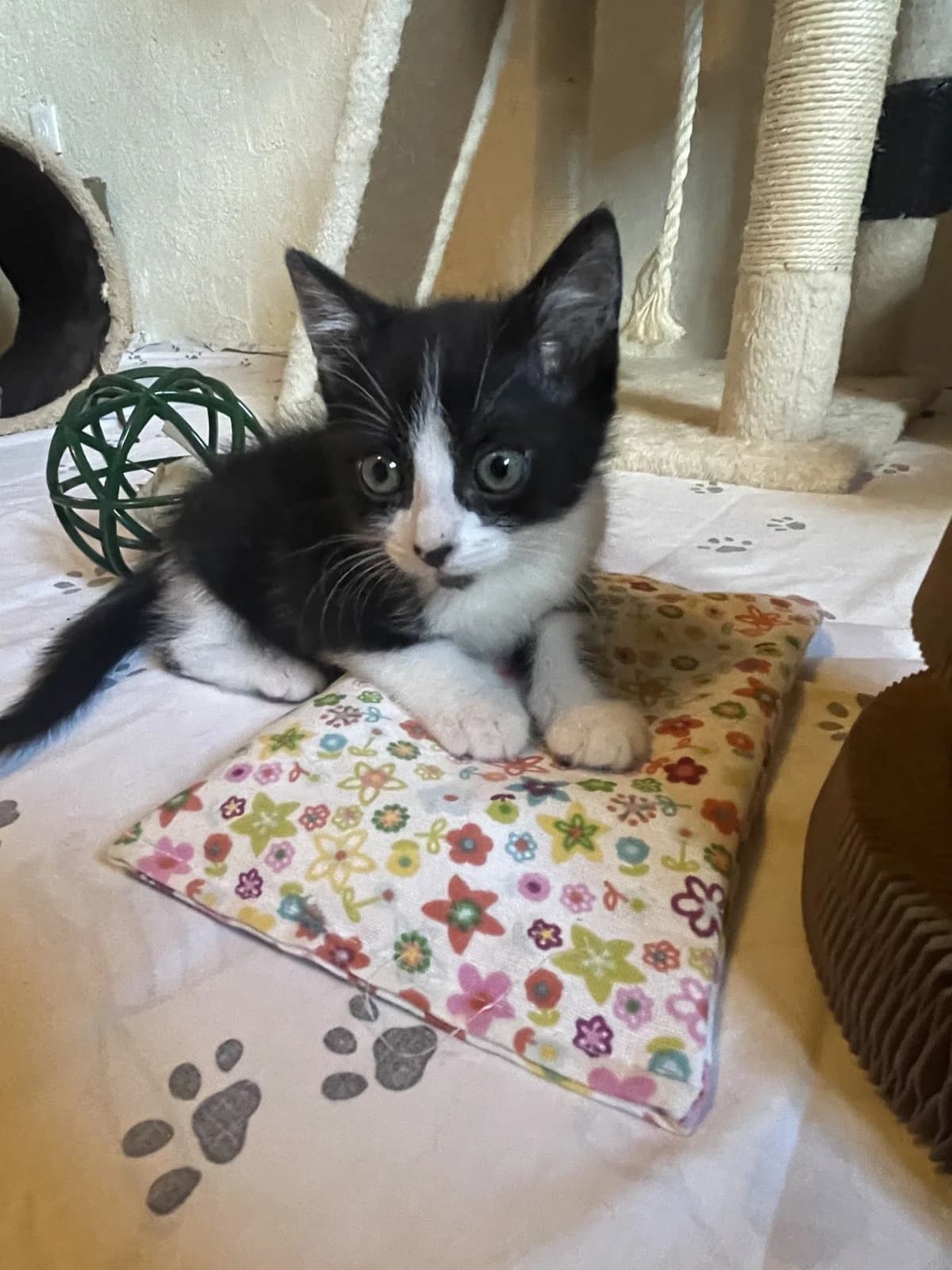 Elton, male puppy mixed breed for adoption at Les Chats d