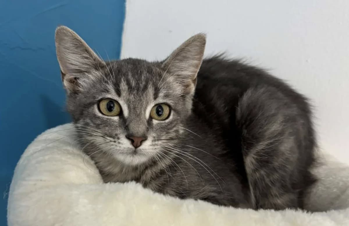 Jersey, female puppy mixed breed for adoption at Les Chats d