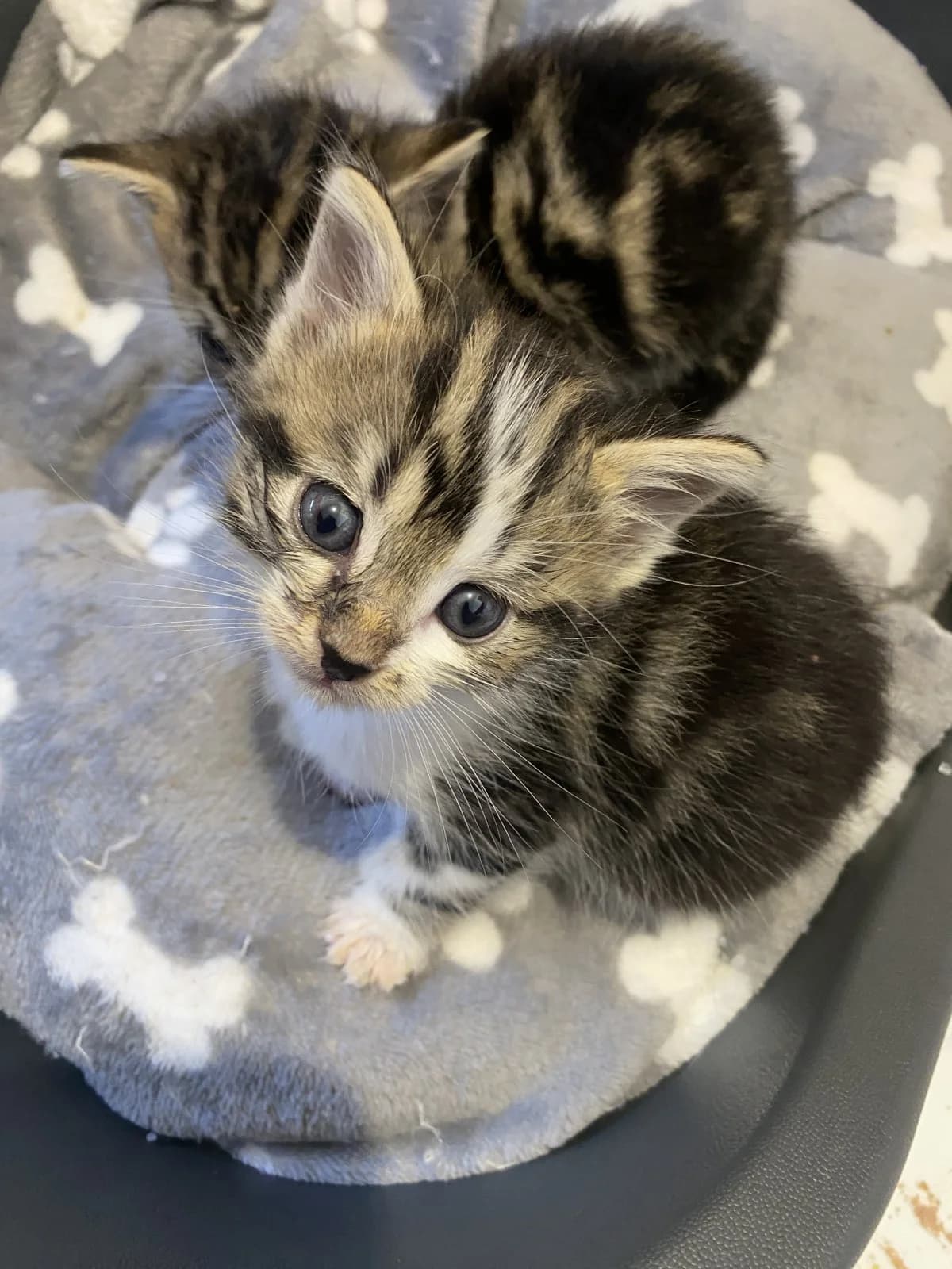 Seiya, male puppy mixed breed for adoption at Les Chats d