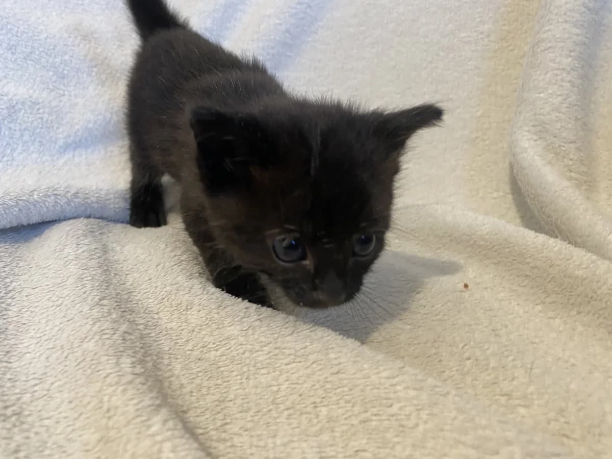 Saga, male puppy mixed breed for adoption at Les Chats d