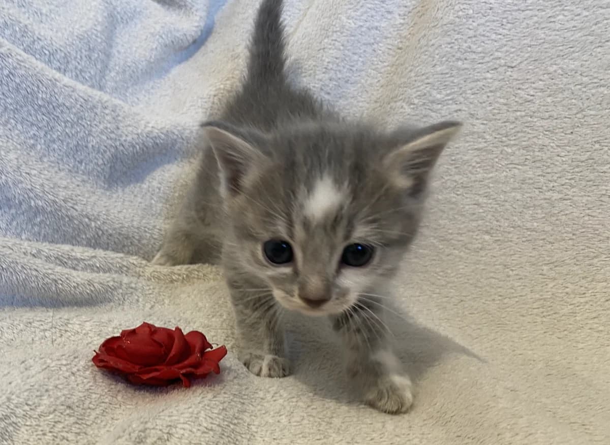 Maomao, female puppy mixed breed for adoption at Les Chats d