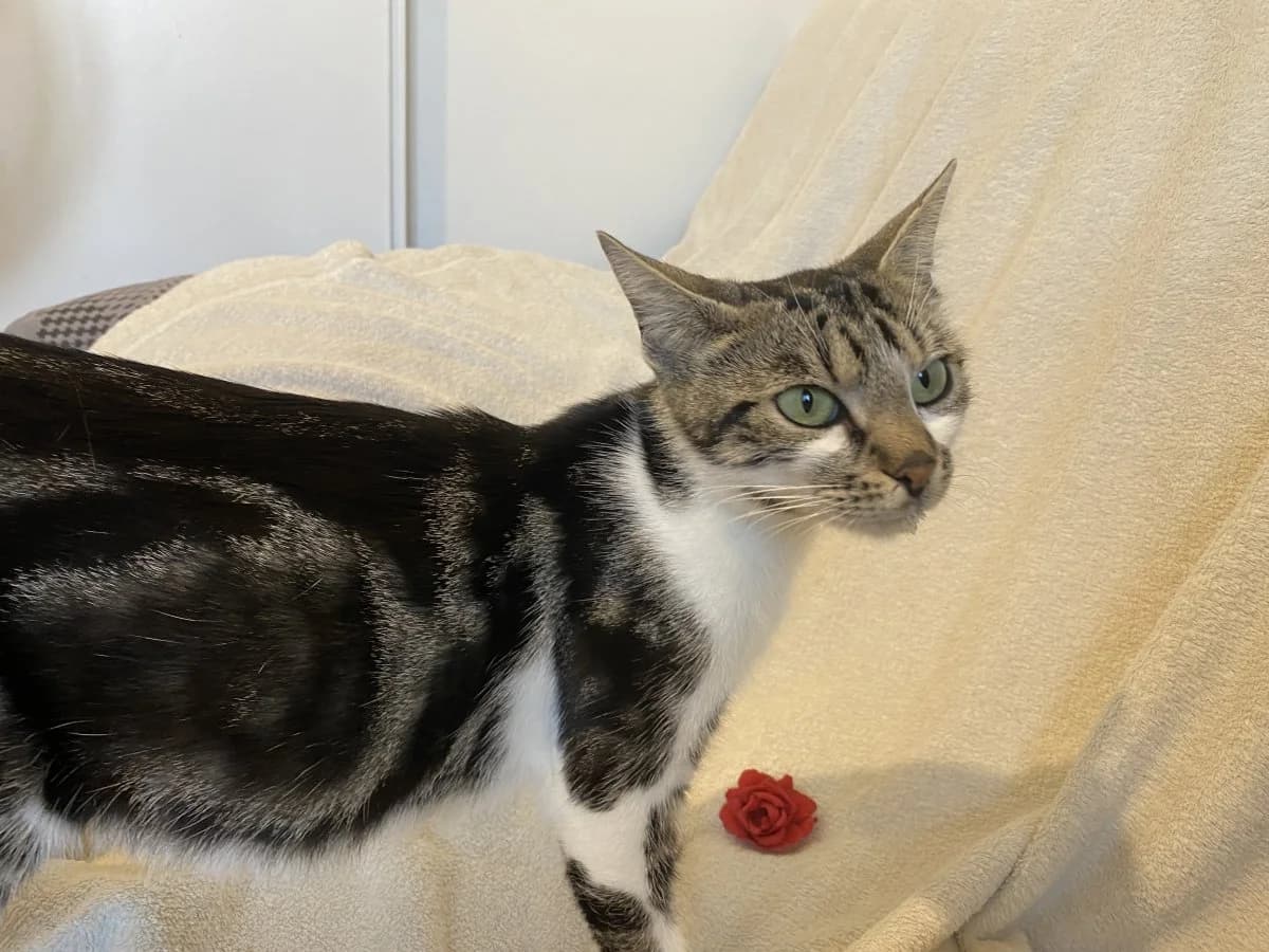 Akane, female young mixed breed for adoption at Les Chats d