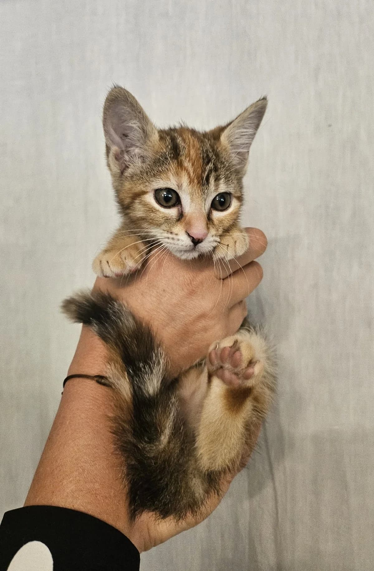 Paris, female puppy mixed breed for adoption at Les Chats d