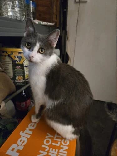Alaya, Bleu et blanc✔ Stérilisé✔ Identifié✔ Vac female young Mixed Breed for adoption at Chats du Parisis, Montigny-lès-Cormeilles