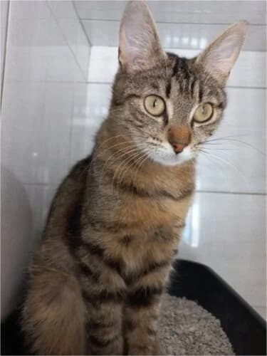 Alexa, Tigré marron✔ Stérilisé✔ Identifié✔ Vacc female young Mixed Breed for adoption at Chats du Parisis, Montigny-lès-Cormeilles