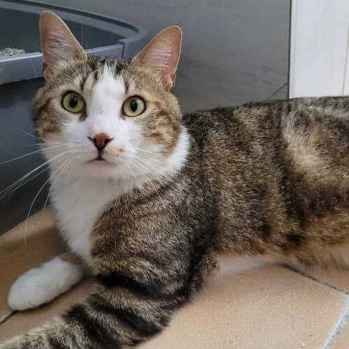 Berlioz, Tigré marron et blanc✔ Stérilisé✔ Identi male young Mixed Breed for adoption at Chats du Parisis, Montigny-lès-Cormeilles