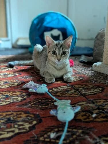 Betsy, female puppy Mixed Breed for adoption at Ecole du Chat Libre du Parisis