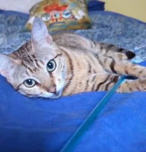 Bloom, Tigré marron✔ Stérilisé✔ Identifié✔ Prim female Mixed Breed for adoption at Chats du Parisis, Montigny-lès-Cormeilles