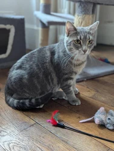 Blue, Tigré bleu✔ Stérilisé✔ Identifié✔ Vaccin female young Mixed Breed for adoption at Chats du Parisis, Montigny-lès-Cormeilles