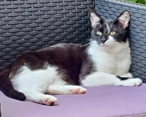Félix, Noir et blanc✔ Stérilisé✔ Identifié✔ Vac male Mixed Breed for adoption at Chats du Parisis, Montigny-lès-Cormeilles