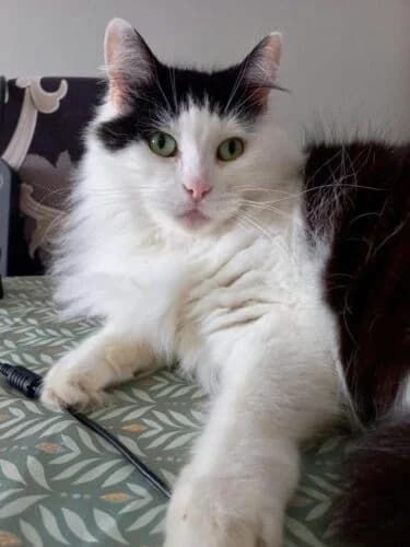 Gouttelette, Noir et blanc✔ Stérilisé✔ Identifié✔ Vac female puppy Mixed Breed for adoption at Chats du Parisis, Montigny-lès-Cormeilles