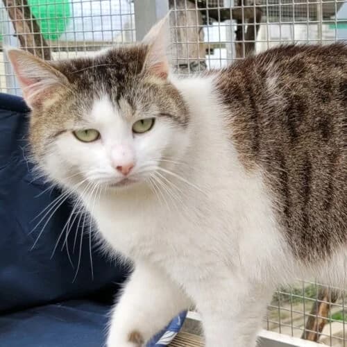 Gracieuse, Tigré marron et blanc✔ Stérilisé✔ Identi female young Mixed Breed for adoption at Chats du Parisis, Montigny-lès-Cormeilles