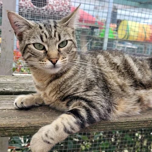 Hirondelle, Tigré marron✔ Stérilisé✔ Identifié✔ Vacc female puppy Mixed Breed for adoption at Chats du Parisis, Montigny-lès-Cormeilles