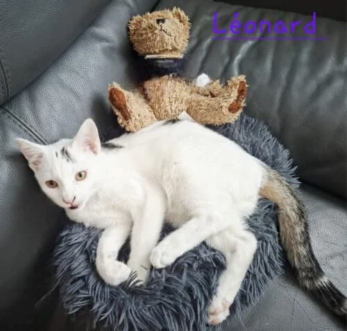 Léonard, Tigré marron et blanc✔ Stérilisation à f male puppy Mixed Breed for adoption at Chats du Parisis, Montigny-lès-Cormeilles