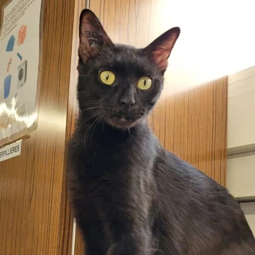 Malabar, Noir✔ Stérilisé✔ Identifié✔ VaccinéTesté male Mixed Breed for adoption at Chats du Parisis, Montigny-lès-Cormeilles