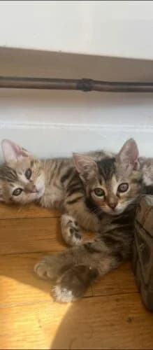 Pia et Pipa en DUO, Tigré marron✔ Stérilisation à faire à 6 female puppy Mixed Breed for adoption at Chats du Parisis, Montigny-lès-Cormeilles