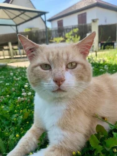 Rouquinou, Roux et blanc✔ Stérilisé✔ Identifié✔ Vac male Mixed Breed for adoption at Chats du Parisis, Montigny-lès-Cormeilles