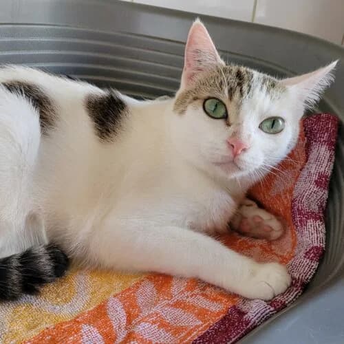 Scarlette, Tigré marron et blanc✔ Stérilisé✔ Identi female Mixed Breed for adoption at Chats du Parisis, Montigny-lès-Cormeilles