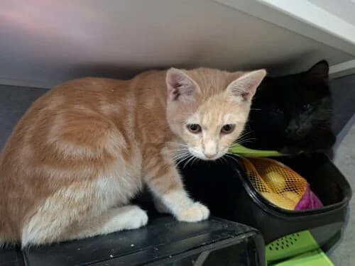 Sino, male puppy Mixed Breed for adoption at Ecole du Chat Libre du Parisis