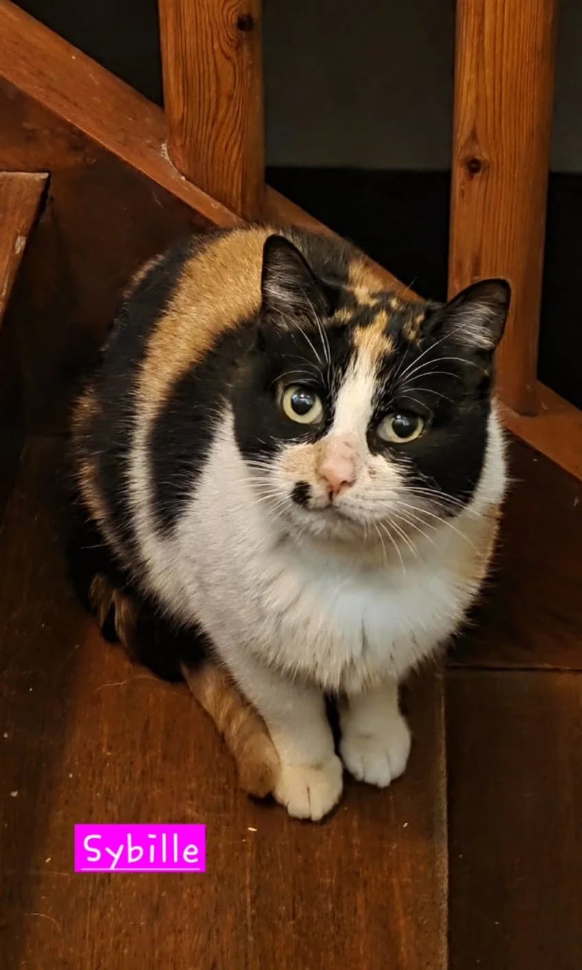 Sybille, Tricolore✔ Stérilisé✔ Identifié✔ Vacciné female senior Mixed Breed for adoption at Chats du Parisis, Montigny-lès-Cormeilles