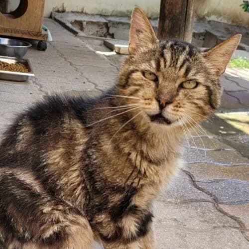 Tigron (FIV+), Tigré marron✔ Stérilisé✔ Identifié✔ Vacc male puppy Mixed Breed for adoption at Chats du Parisis, Montigny-lès-Cormeilles