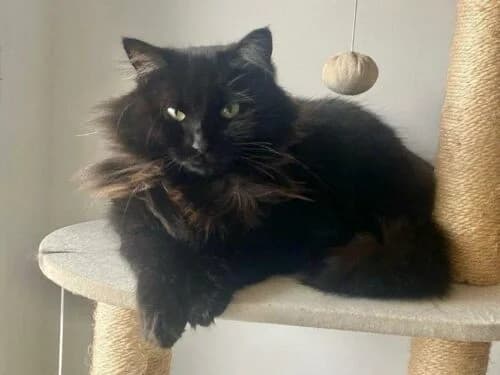 Tina, Noir✔ Stérilisé✔ Identifié✔ VaccinéTesté female young Mixed Breed for adoption at Chats du Parisis, Montigny-lès-Cormeilles