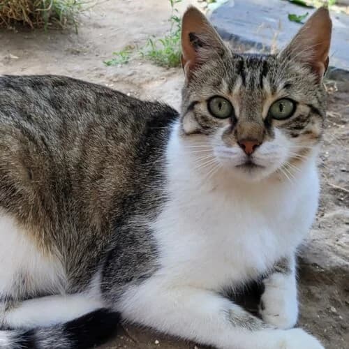 Valda (FeLV+), Tigré marron et blanc✔ Stérilisé✔ Identi female young Mixed Breed for adoption at Chats du Parisis, Montigny-lès-Cormeilles