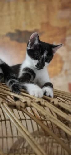 Velvet, Noir et blanc✔ Stérilisation à faire à 6 female Mixed Breed for adoption at Chats du Parisis, Montigny-lès-Cormeilles