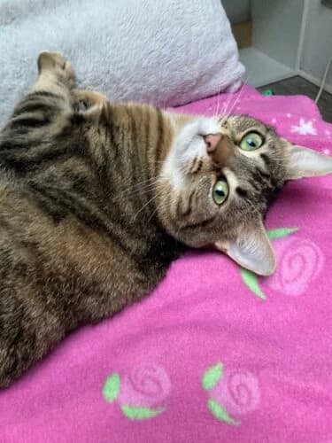 Violette, Tigré marron✔ Stérilisé✔ Identifié✔ Vacc female young Mixed Breed for adoption at Chats du Parisis, Montigny-lès-Cormeilles
